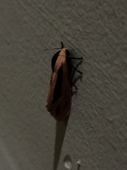 Creatonotos