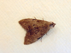 Nola pleurosema