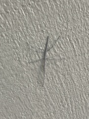 Parabacillus hesperus