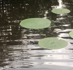 Victoria amazonica