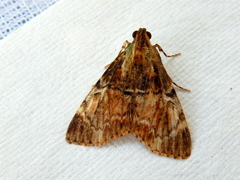 Orthaga thyrisalis