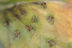 Puccinia pelargonii-zonalis