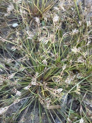 Juncus bufonius