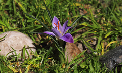 Crocus adanensis