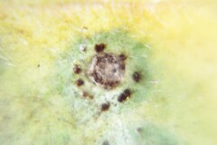 Puccinia pelargonii-zonalis