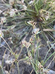 Juncus bufonius