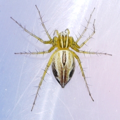 Oxyopes salticus