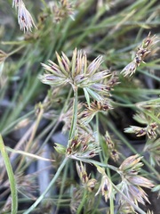 Juncus bufonius