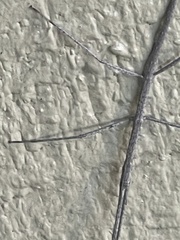 Parabacillus hesperus