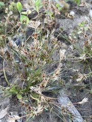 Juncus bufonius