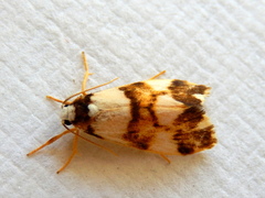 Philenora aspectalella