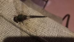 Triacanthagyna trifida