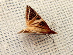 Phrataria transcissata