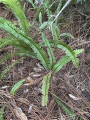 Nephrolepis cordifolia