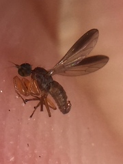 Chelipoda fuscoptera