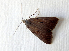 Phrixocomes ophiucha