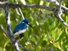 Alcedo coerulescens