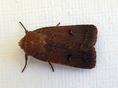 Proteuxoa hypochalchis