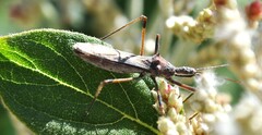Zelus tetracanthus