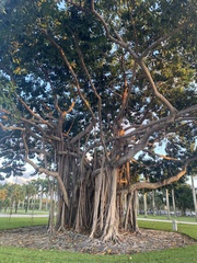 Ficus benghalensis