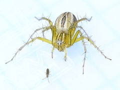Oxyopes salticus