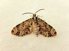 Sauris lichenias