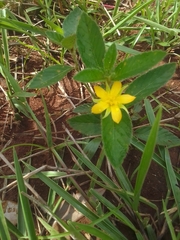 Hypoxis hemerocallidea