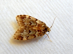 Scaphidriotis xylogramma