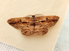 Scioglyptis chionomera