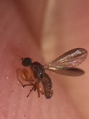 Chelipoda fuscoptera