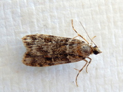 Scoparia chiasta