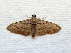 Sigilliclystis insigillata