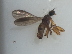 Chelipoda fuscoptera