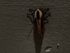 Creatonotos