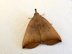 Simplicia armatalis