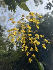 Oncidium