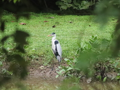 Ardea cocoi