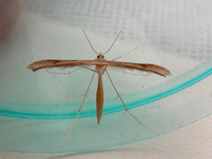 Stenoptilia zophodactylus