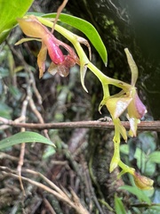 Epidendrum