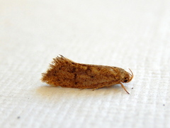 Syncometes vilis