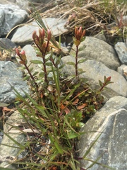 Epilobium glabellum