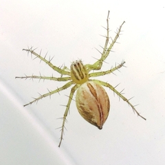 Oxyopes salticus