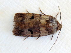 Thoracolopha flexirena