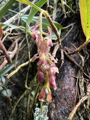 Epidendrum