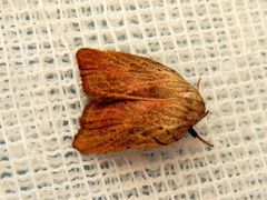 Tortricopsis pyroptis