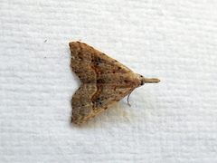 Trigonistis asthenopa