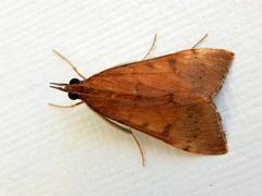 Uresiphita ornithopteralis