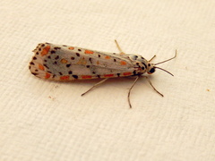 Utetheisa pulchelloides
