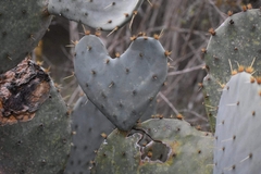 Opuntia lindheimeri