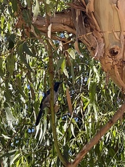 Aphelocoma insularis